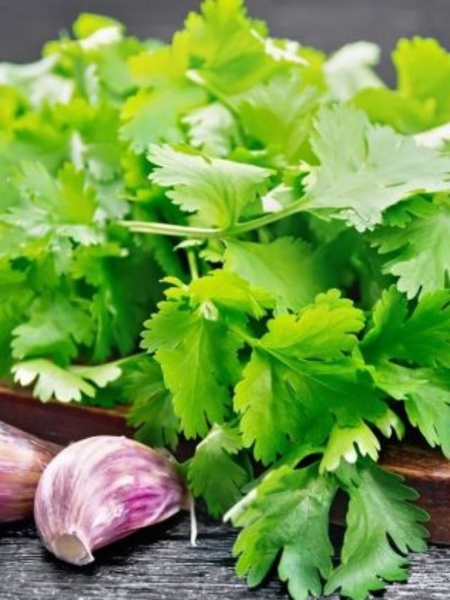 Las Mejores Formas De Comprobar Si El Cilantro Es Malo Grower Today