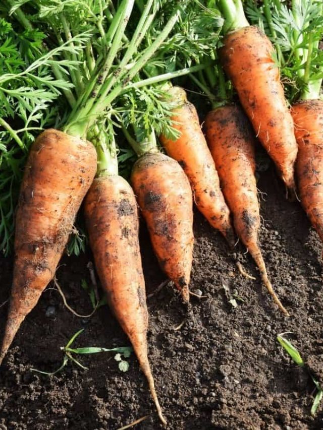 cropped-How-To-Tell-When-Carrots-Are-Ready-To-Pick.jpg