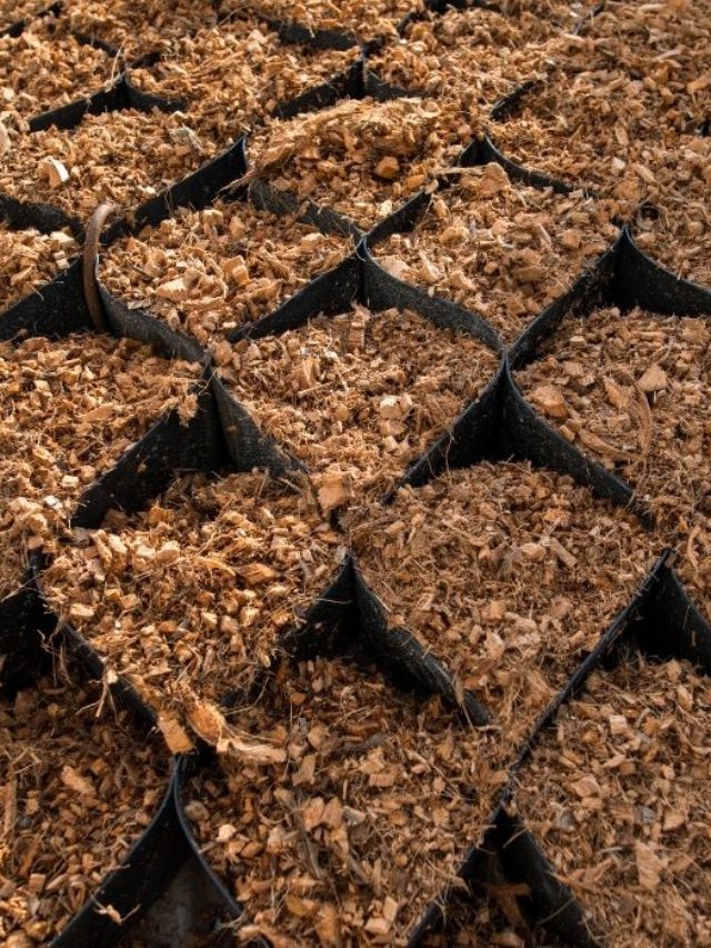 cropped-How-To-Use-Coconut-Coir-In-Gardening.jpg