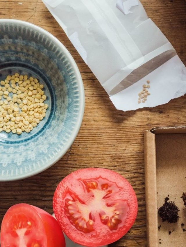 cropped-How-to-Grow-Tomatoes-From-Seeds.jpg