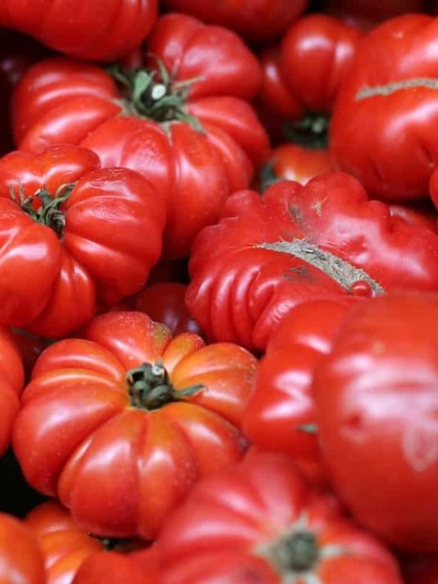 cropped-Is-Beefsteak-Tomato-Determinate-Or-Indeterminate-All-You-Need-To-Know.jpg