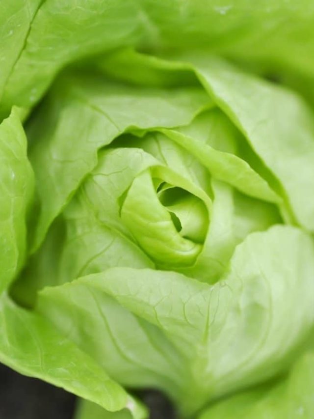 cropped-Is-Boston-Lettuce-The-Same-As-Butter-Lettuce.jpg