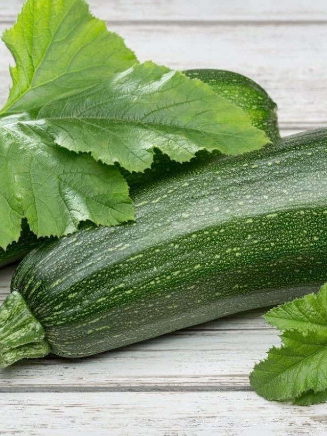 is-there-any-difference-between-green-squash-and-zucchini-squash