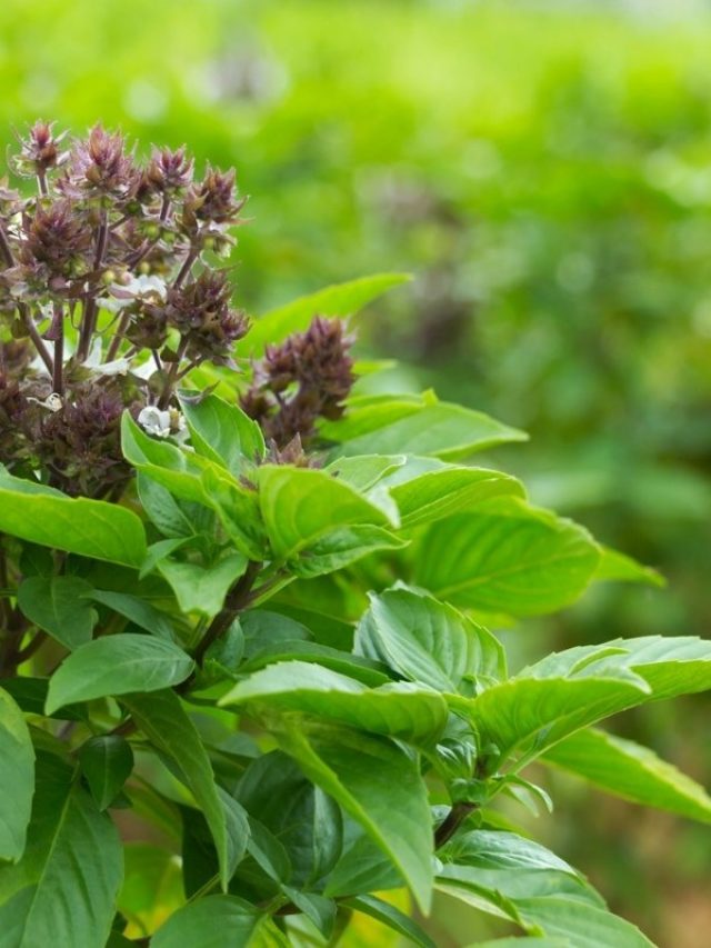 cropped-Is-Sweet-Basil-A-Perennial.jpg