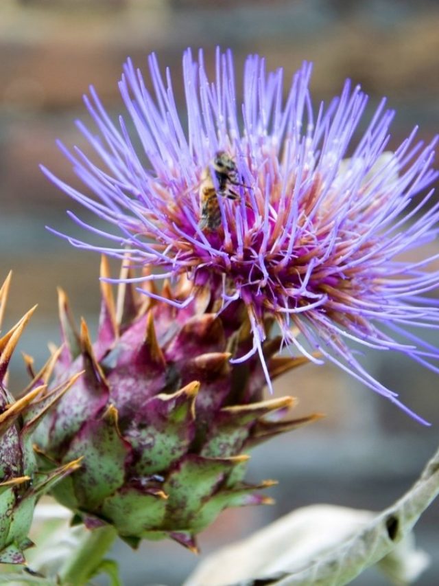 cropped-Is-There-A-Flower-That-Looks-Like-An-Artichoke.jpg