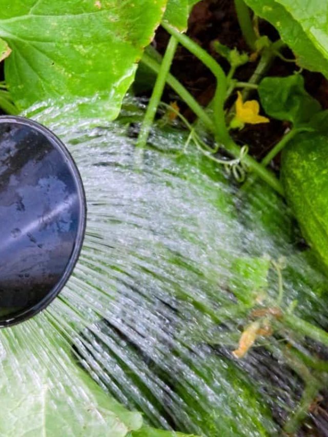 cropped-Over-Watering-Cucumbers.jpg