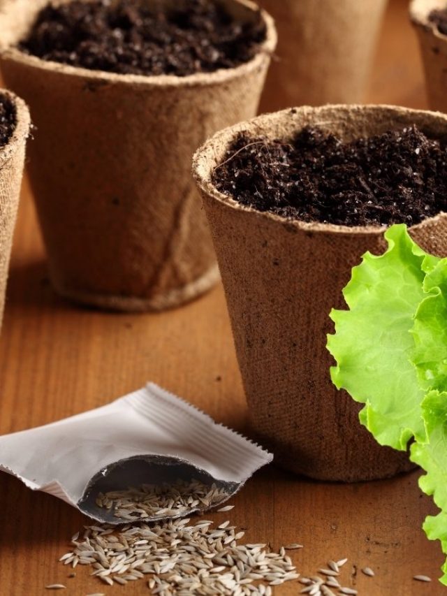 cropped-Planting-Lettuce-Seeds.jpg