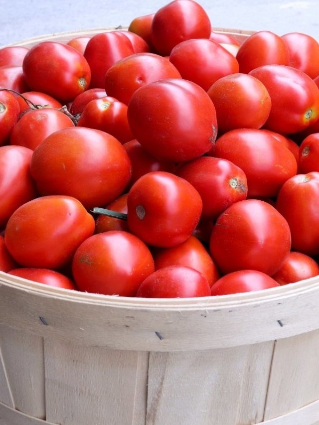 cropped-Plum-Tomatoes-vs-Roma-Tomatoes.jpg