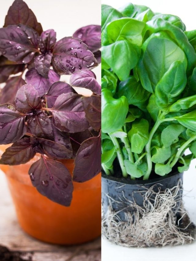 cropped-Purple-Basil-vs-Green-Basil.jpg