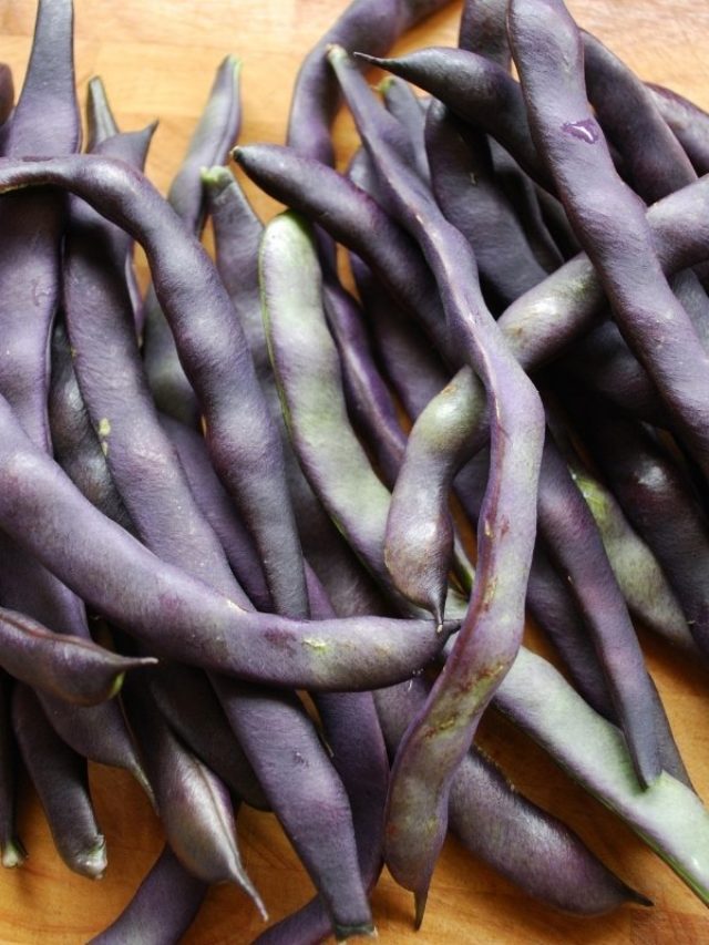 cropped-Purple-Green-Beans.jpg