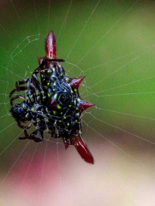 cropped-Quick-Facts-About-Spiny-Backed-Orb-Weaver-1.jpg