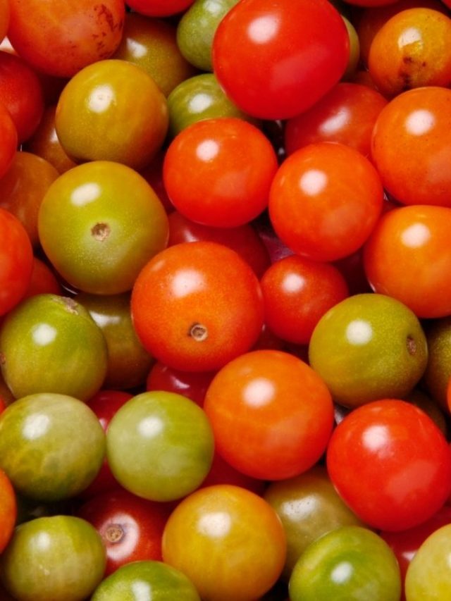 cropped-Stupice-Tomato-Review.jpg