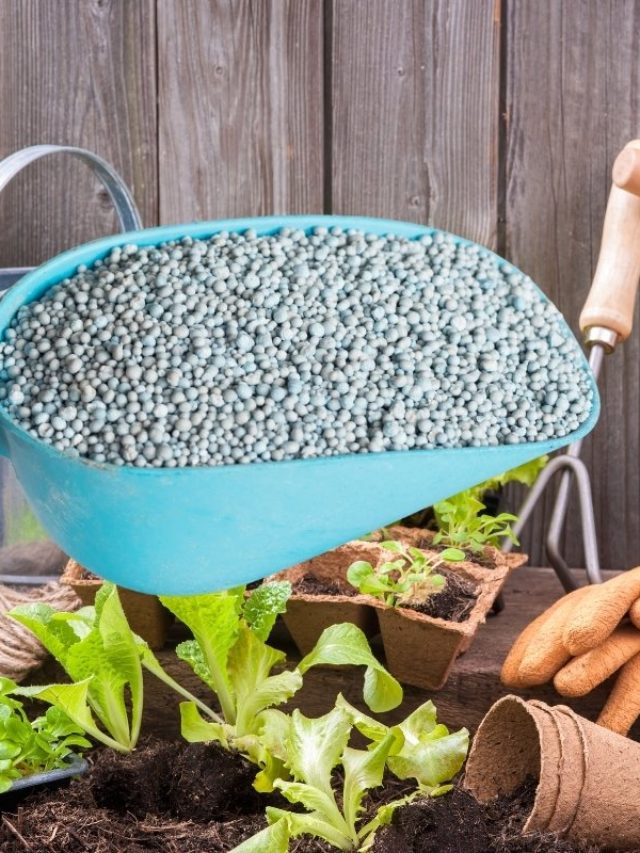cropped-The-High-Phosphorous-Fertilizer-King-Of-Gardening-.jpg