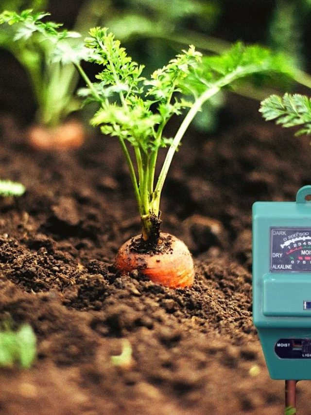 http://152.42.133.205/soil-ph-for-carrots/