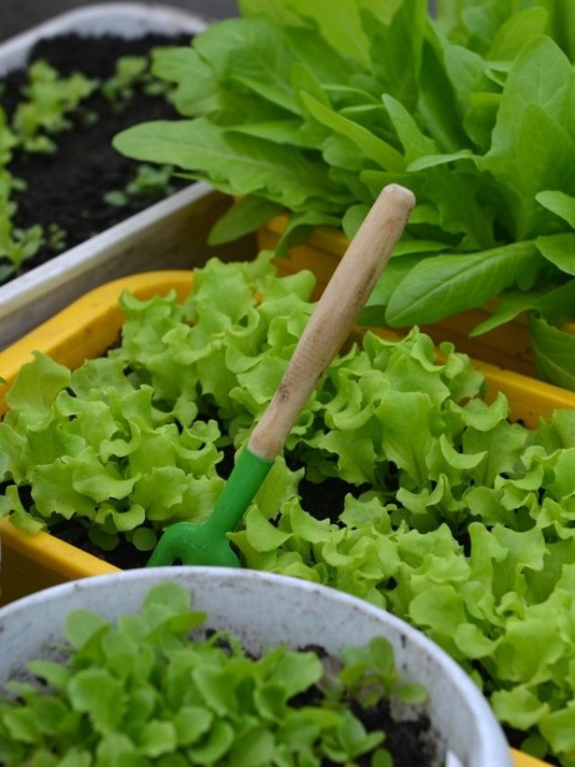cropped-Tips-To-Help-In-Growing-Lettuces-In-Pots.jpg