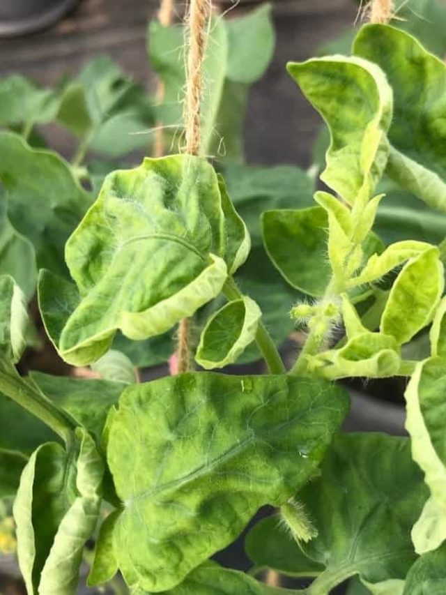 How To Cure Your Tomato Plant From Curled Leaves And Disease - Grower Today