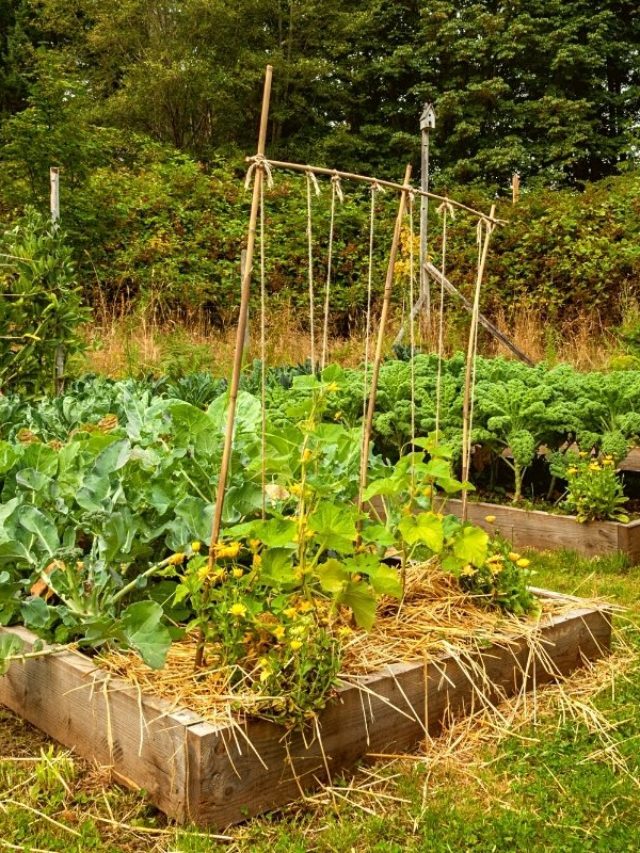 A Guide On Spacing Your Tomato Plant In A Raised Bed - Grower Today