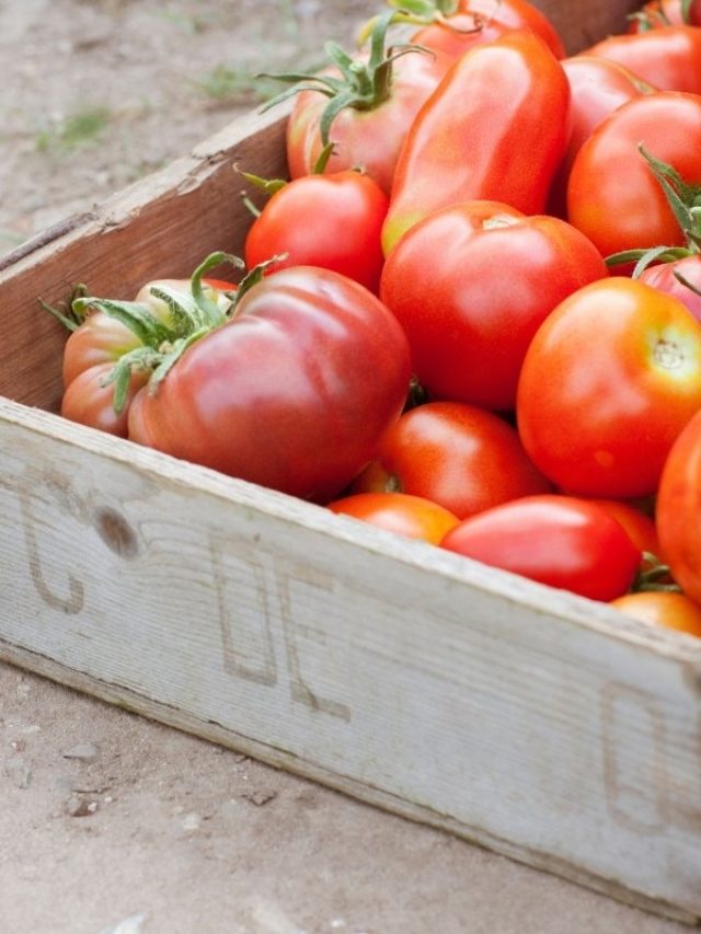 cropped-Tomatoes-Or-Tomatos-–-Which-Is-The-Correct-Plural.jpg