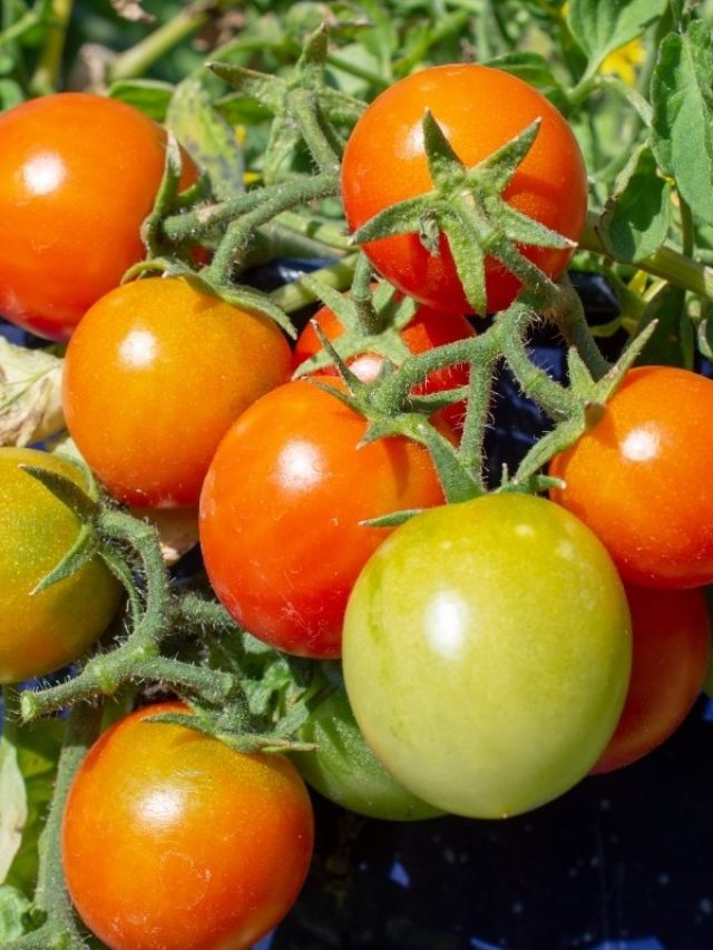 cropped-Types-Of-Patio-Tomatoes-–-Useful-Tips-For-Successful-Growth.jpg