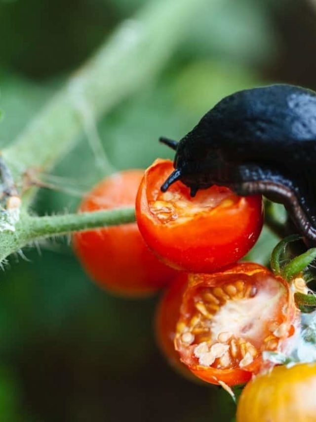 cropped-Types-Of-Worms-That-Eat-Tomato-Plants.jpg