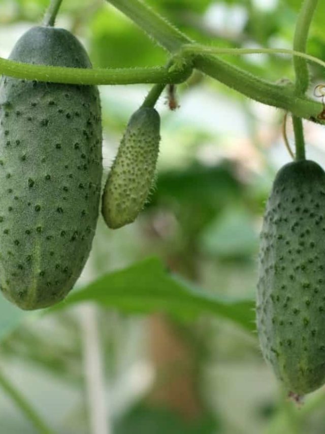 cropped-Vining-Cucumber-Varieties.jpg