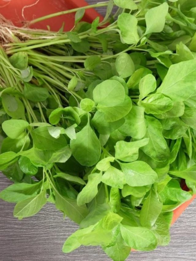 At What Time Of The Year Do You Harvest Spinach?