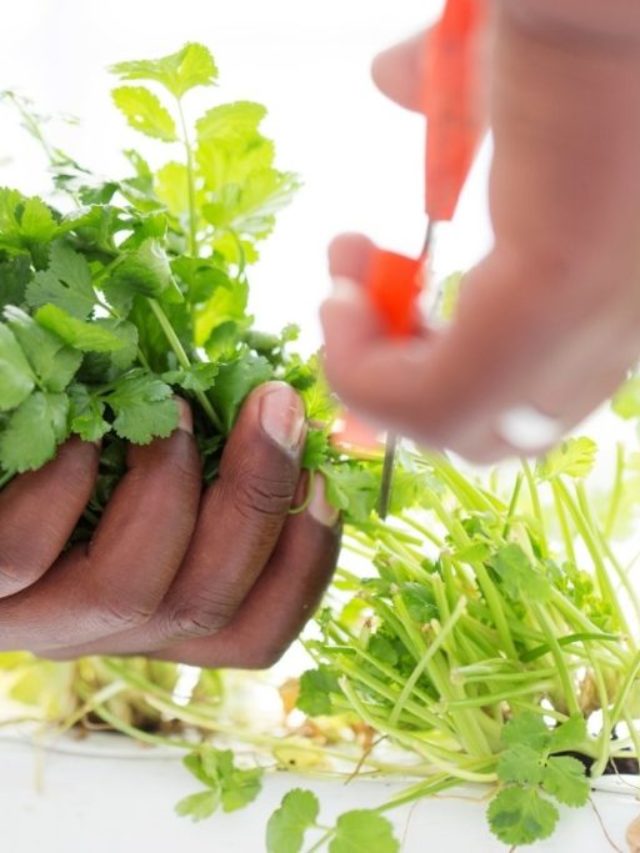 How To Spot When Cilantro Is Ready To Pick Grower Today