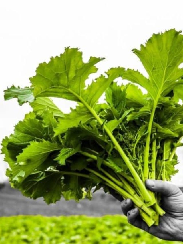 How You Know When Your Broccoli Is Ready To Harvest