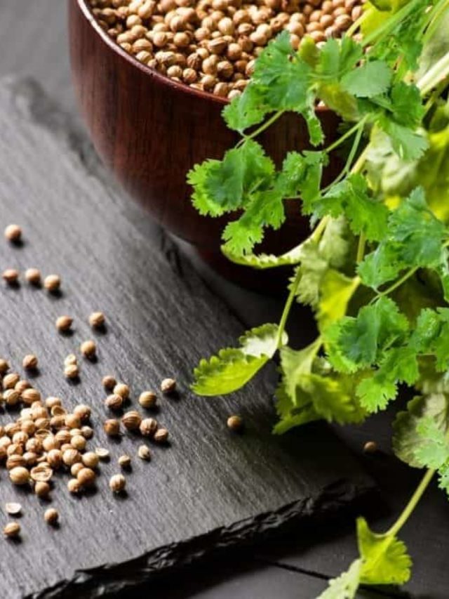 Best Time Of The Season To Harvest Cilantro Seeds