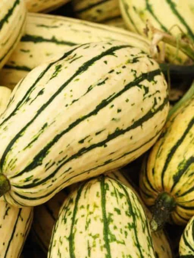 Best Time Of The Year To Harvest Delicata Squash