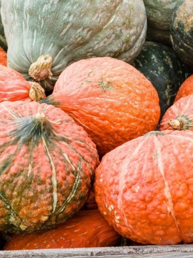 How You Know It Is Time To Harvest Hubbard Squash