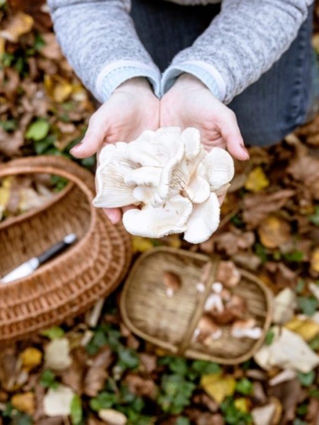 At What Time Of The Season Do You Harvest Oyster Mushrooms?