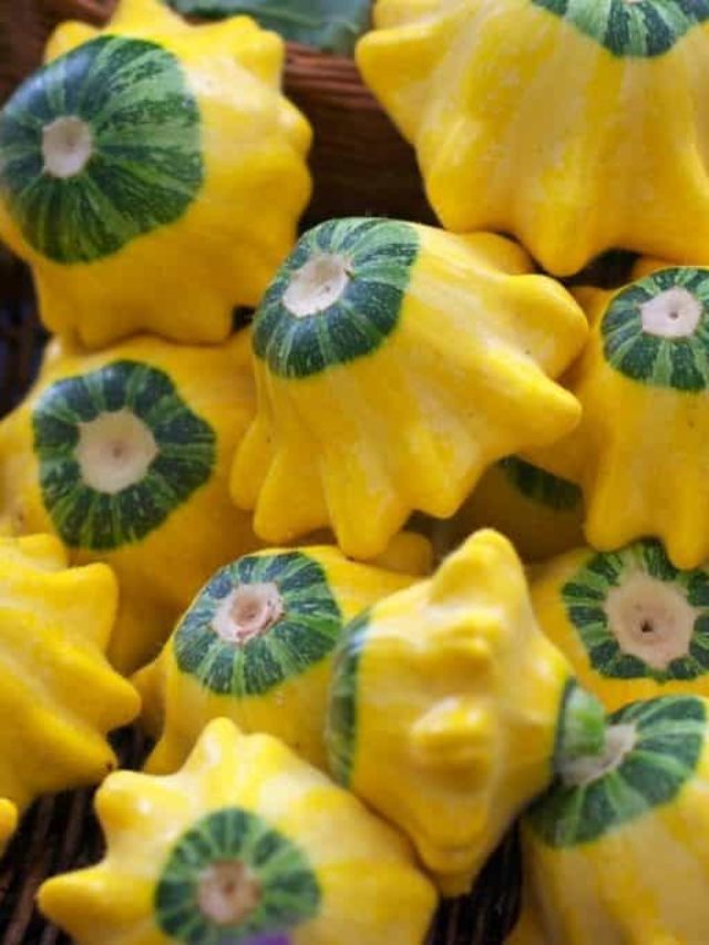 Best Time To Harvest Patty Pan Squash