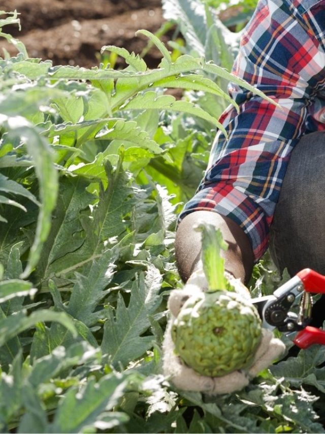 How Do You Know When It Is Time To Pick Artichokes?