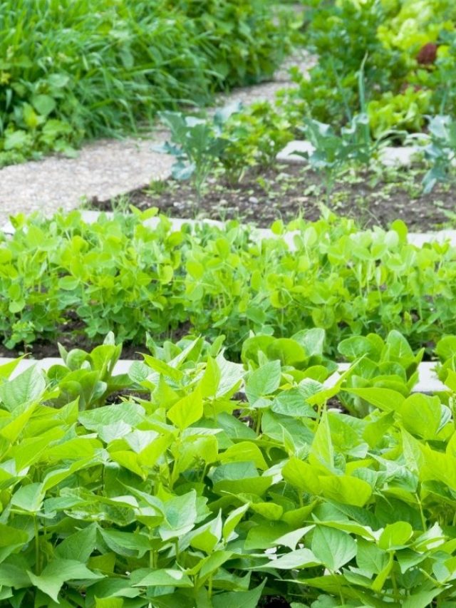 Best Time To Plant Bush Beans?
