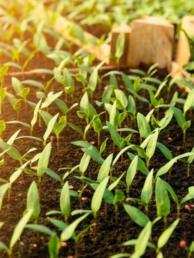 At What Stage Do You Plant Peppers?