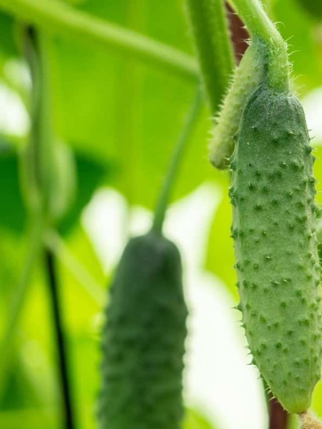 What Is The Reason Cucumbers Are Prickly?