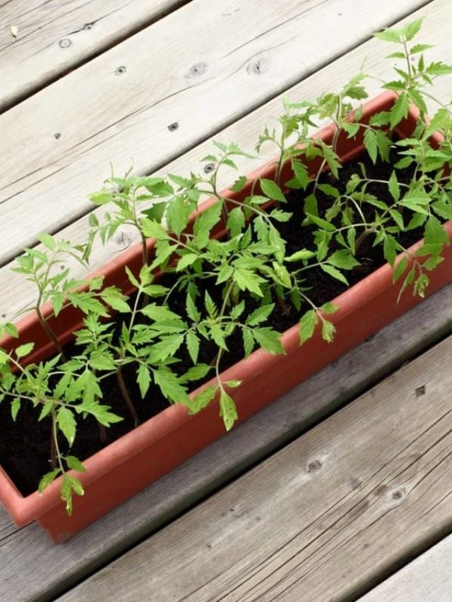 What To Do If Your Tomato Seedlings Fall?