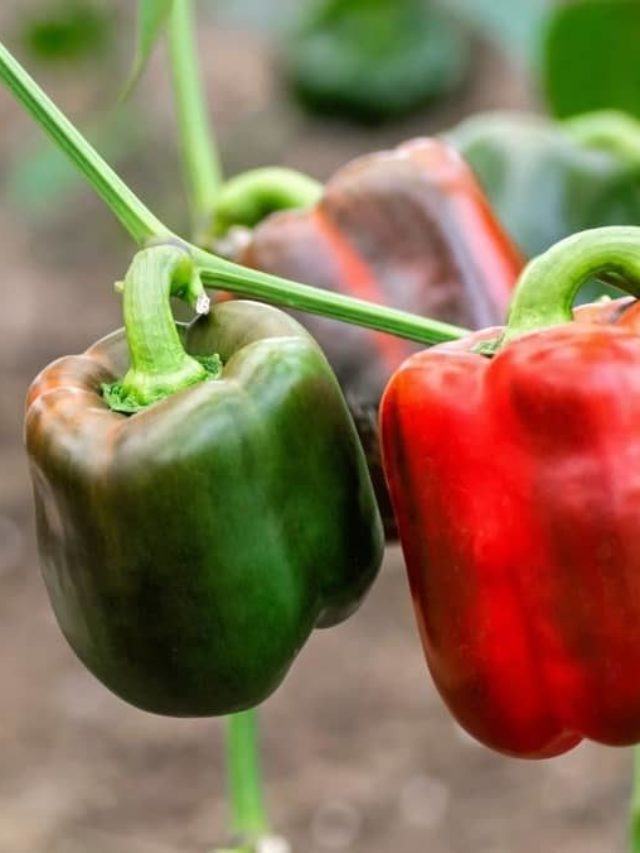 why-do-green-peppers-turn-red-grower-today