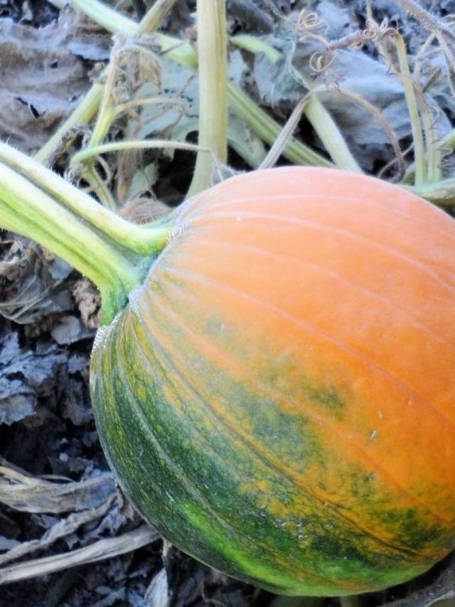 Do Pumpkins Ripen From The Vine? - Grower Today