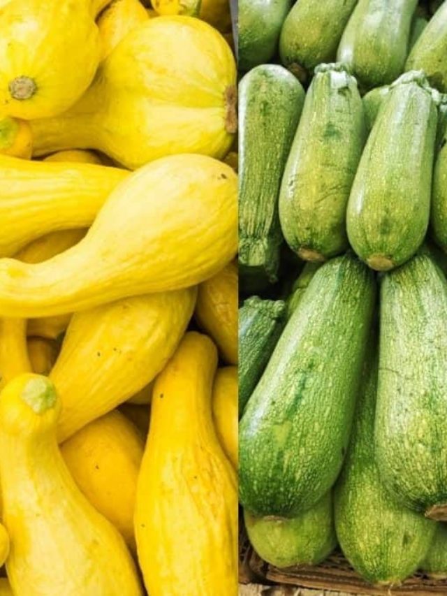 Zucchini Or Yellow Squash? - Comparison
