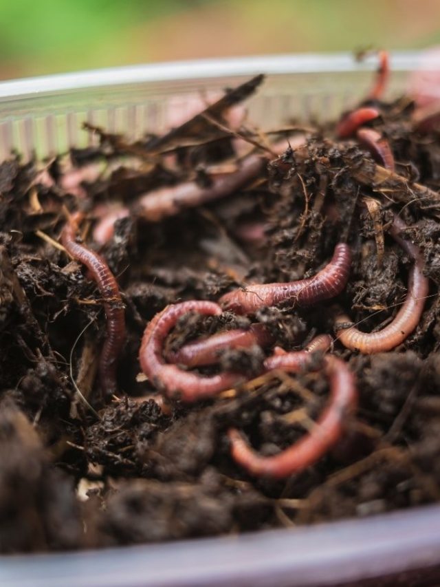 a-step-by-step-guide-to-building-a-worm-box-for-fishing-worms-grower