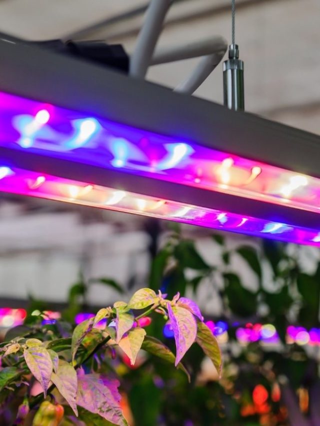 cropped-t5-led-grow-lights.jpg