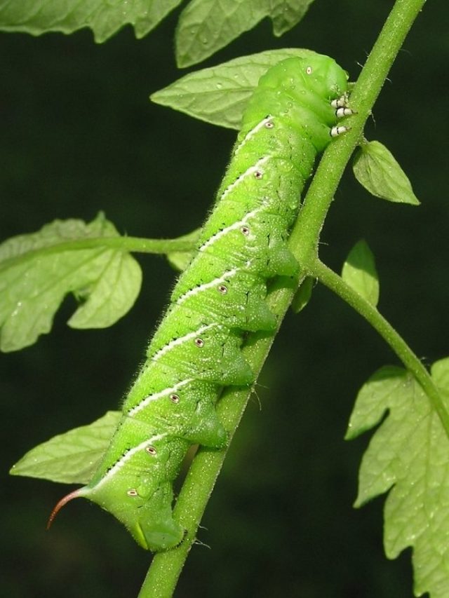 cropped-what-do-tomato-hornworms-eat.jpg
