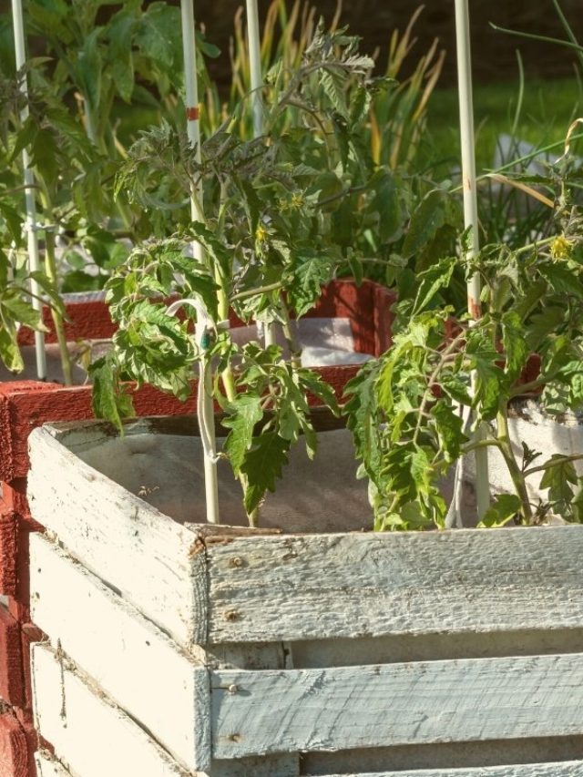 cropped-wilting-tomato-plants-in-pots.jpg