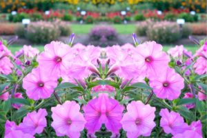 All About Supertunia Vista Bubblegum