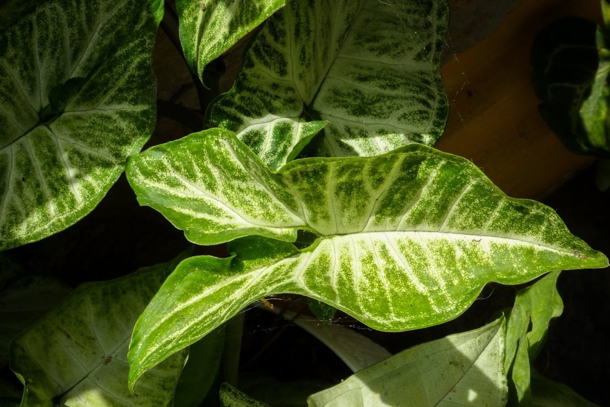 All About The Syngonium Macrophyllum Care