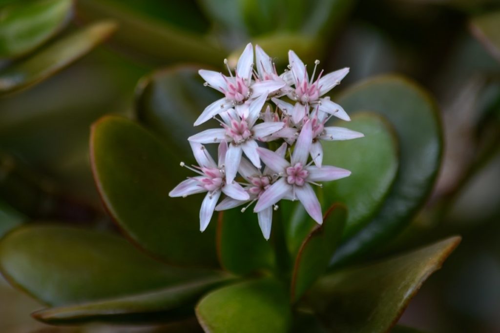 an-in-depth-look-into-jade-plant-meaning-grower-today