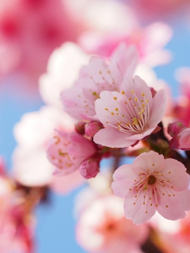 10 Facts About Cherry Blossom Japanese Meaning