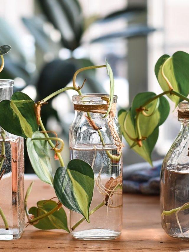 3 Insightful Ways On How To Propagate Philodendron